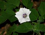 Datura inoxia