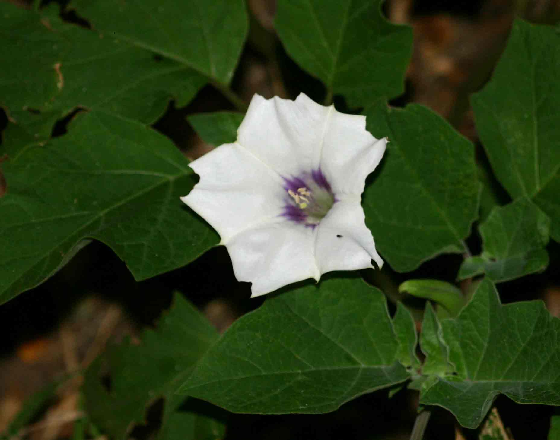 Datura inoxia
