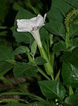 Datura inoxia