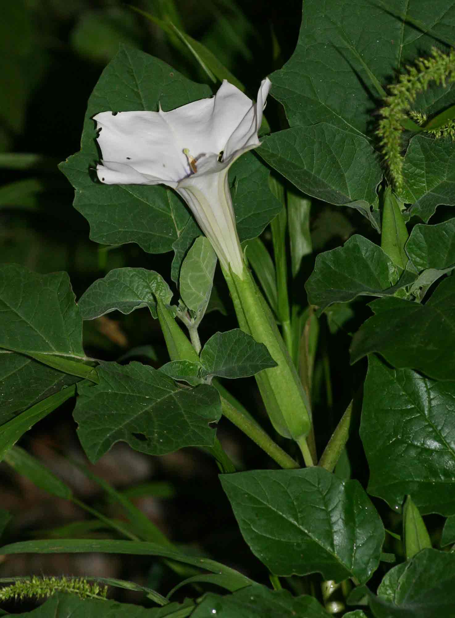 Datura inoxia