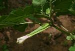 Datura inoxia