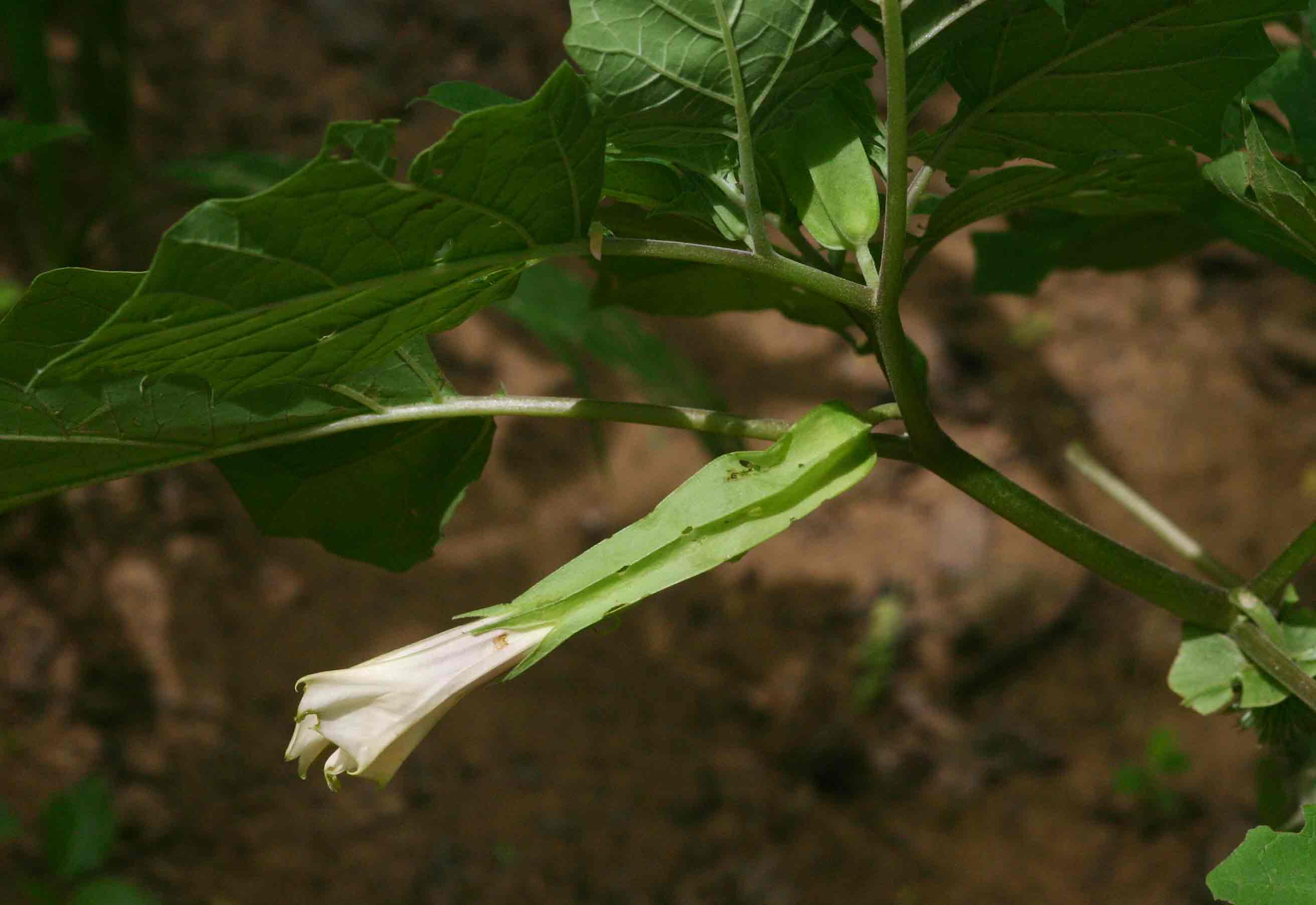 Datura inoxia