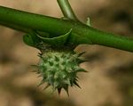 Datura inoxia
