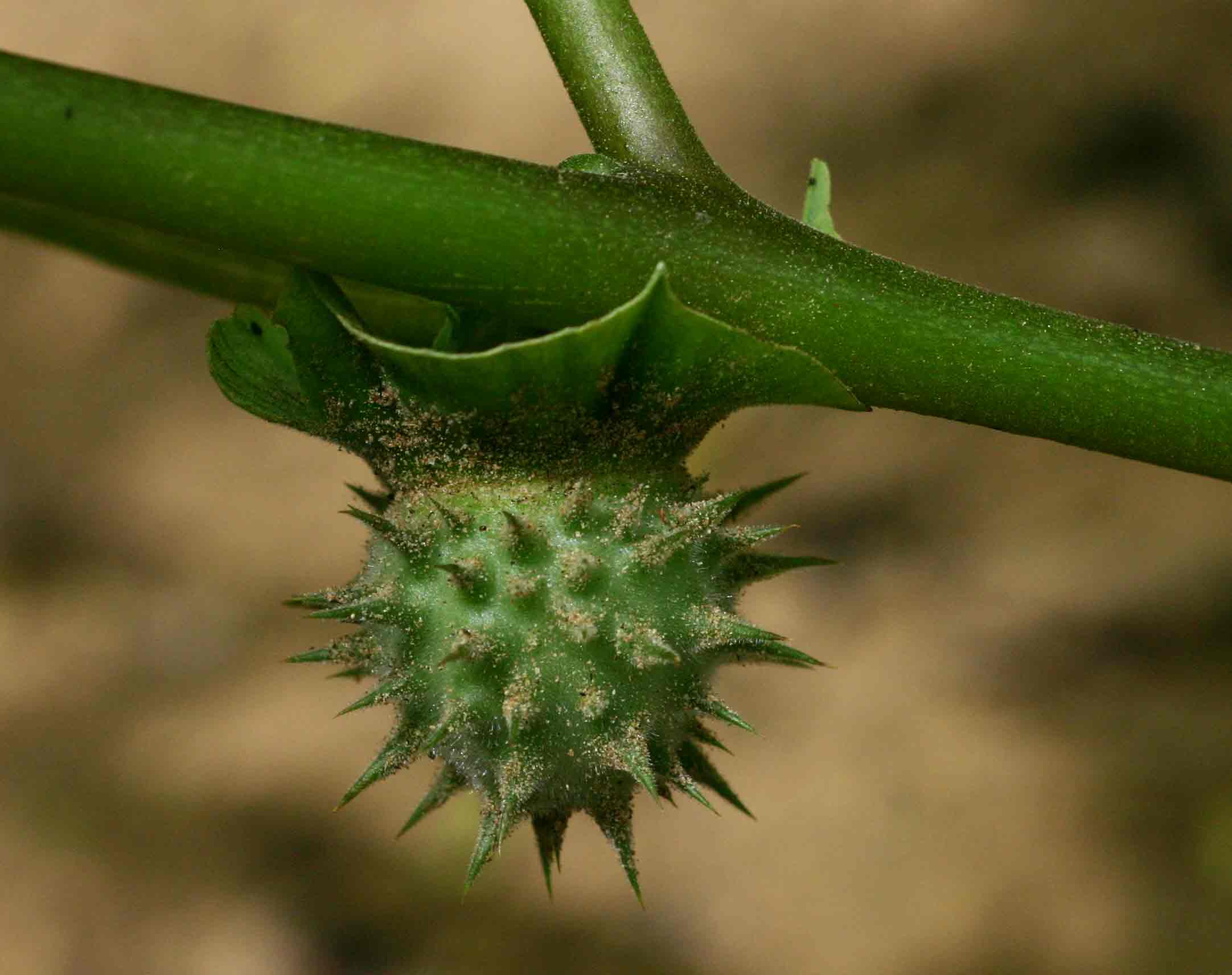 Datura inoxia