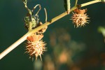 Datura inoxia