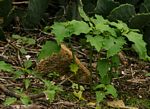 Datura stramonium