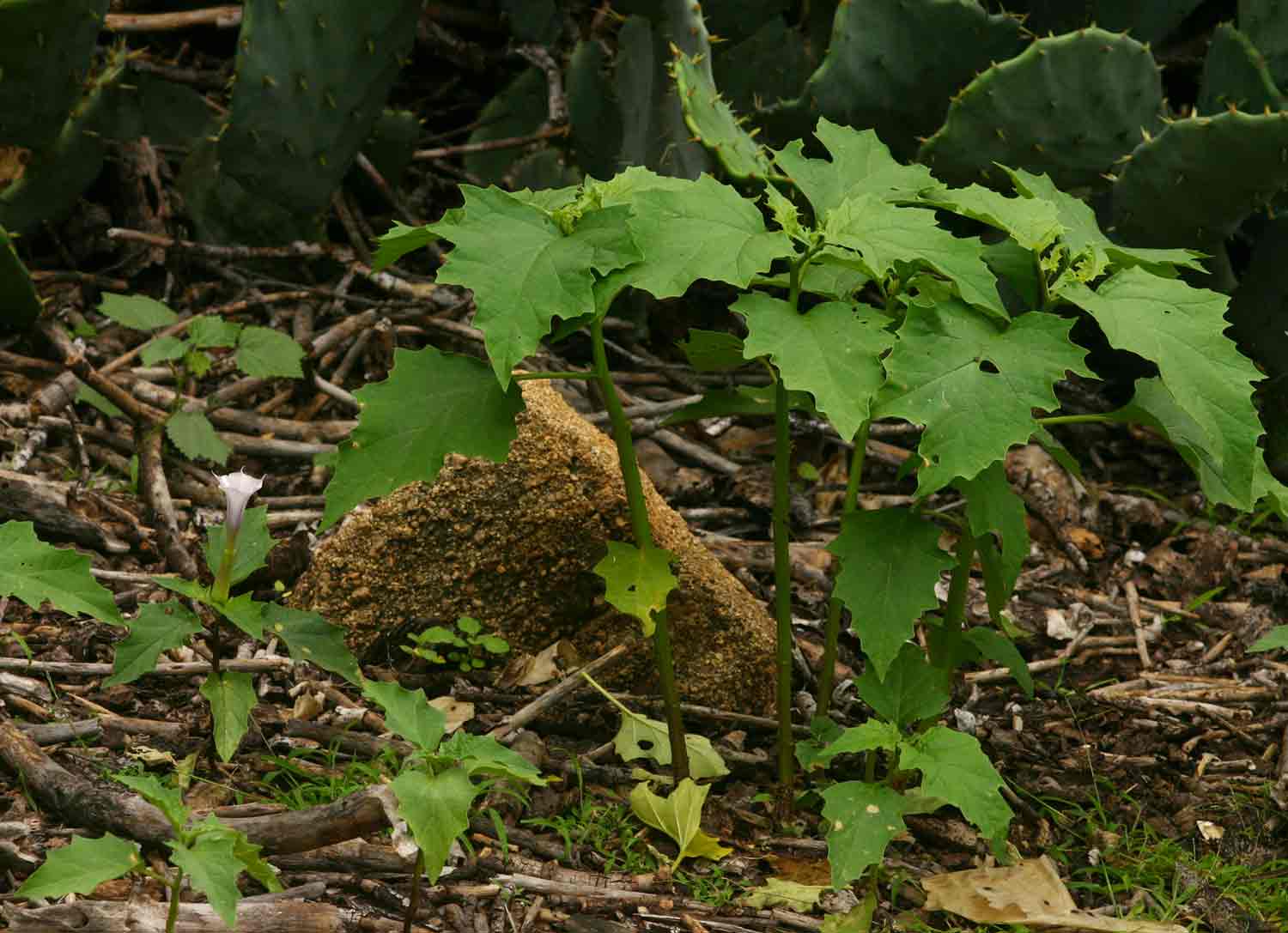 Datura stramonium