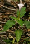 Datura stramonium