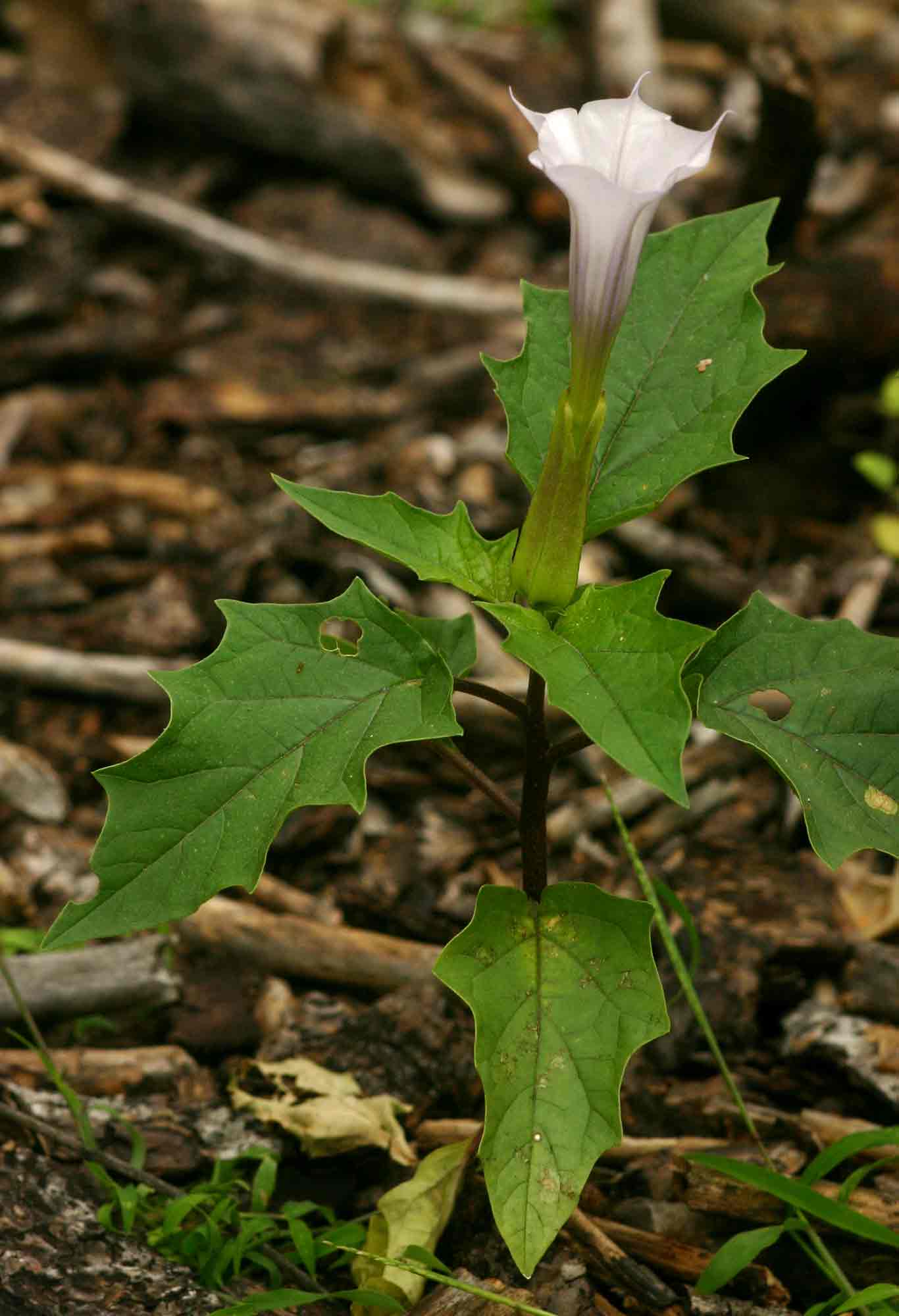 Datura stramonium