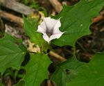 Datura stramonium
