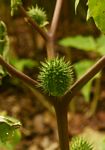 Datura stramonium