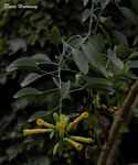 Nicotiana glauca