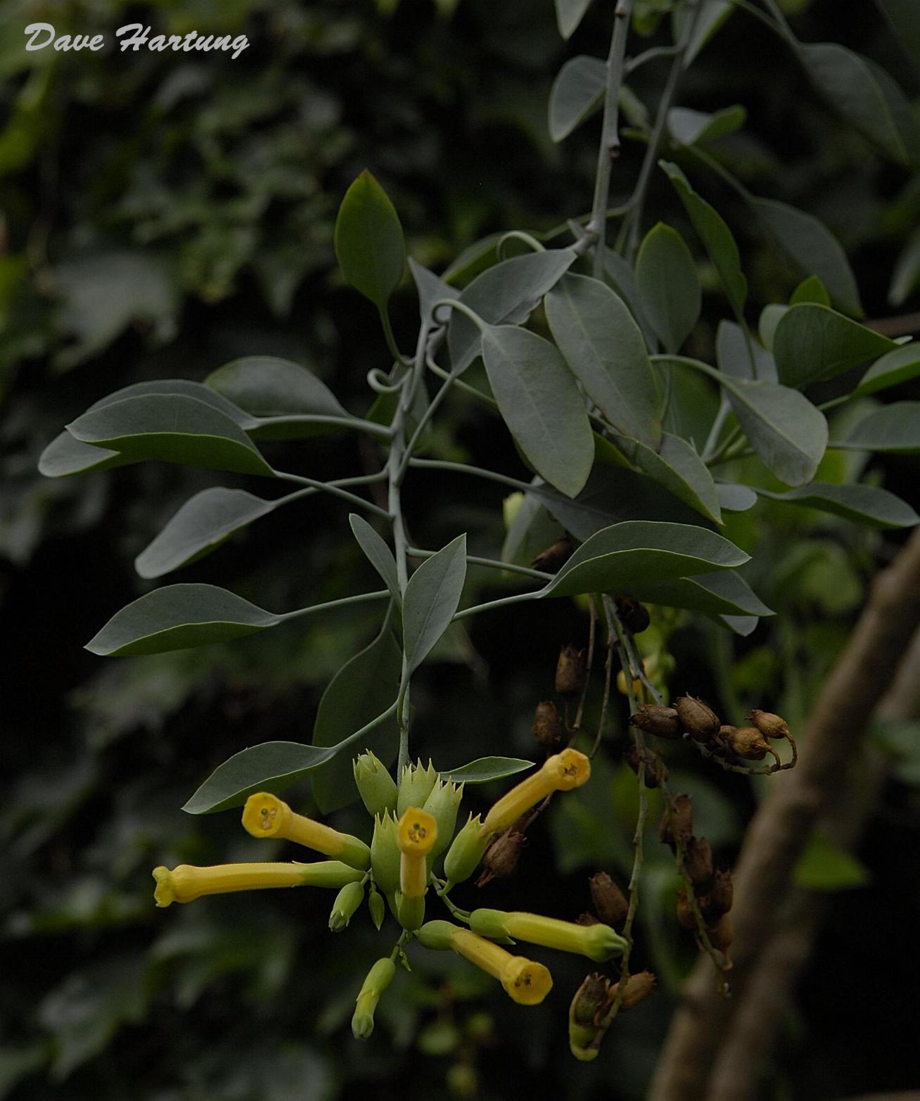 Nicotiana glauca