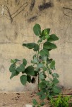 Nicotiana glauca