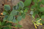 Nicotiana glauca