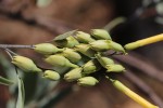Nicotiana glauca