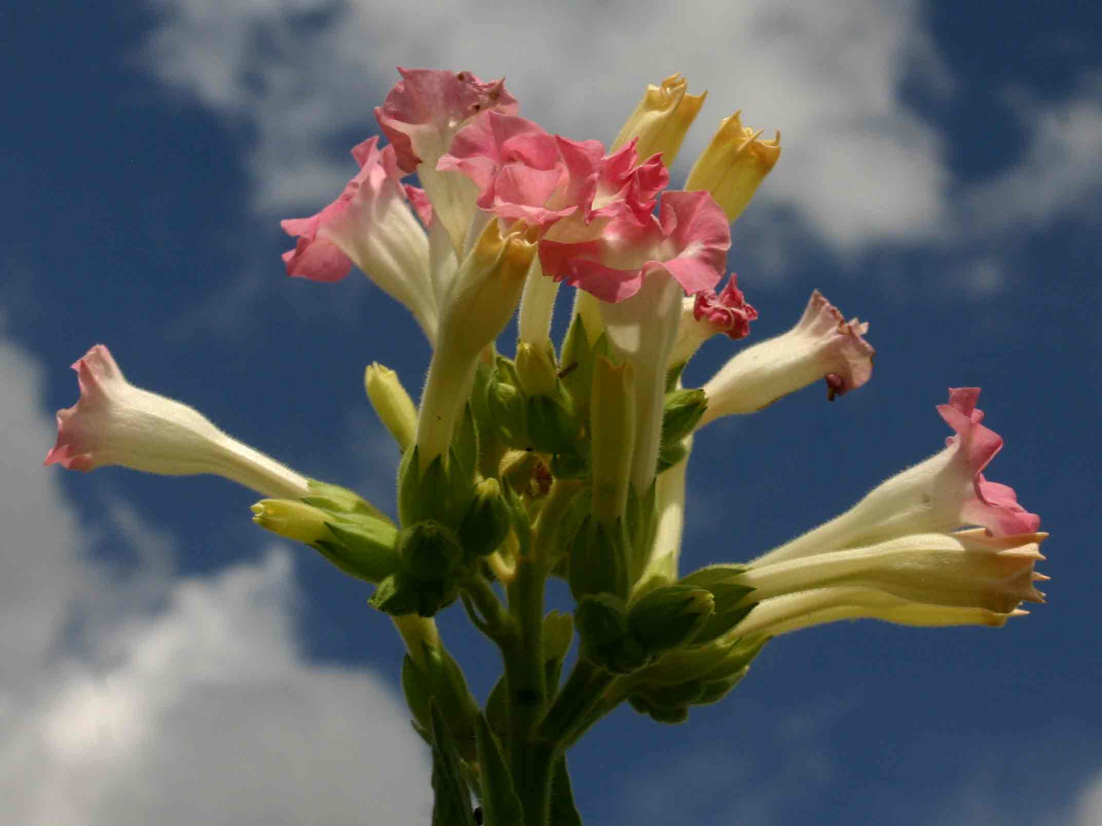 Nicotiana tabacum