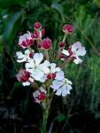 Zaluzianskya tropicalis