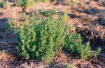 Stemodia serrata