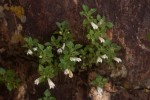 Stemodiopsis rivae