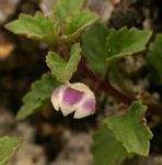 Stemodiopsis rivae