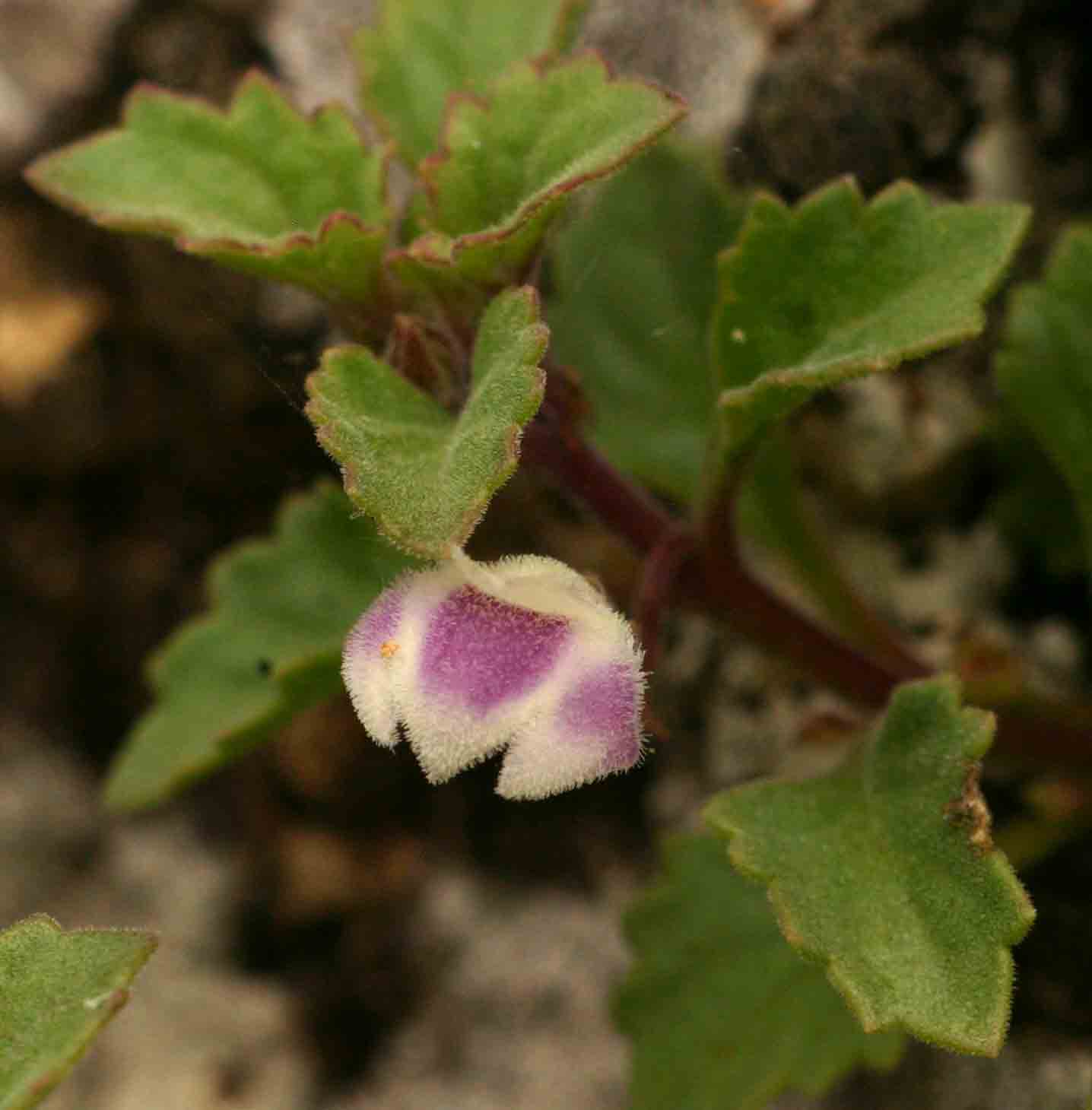 Stemodiopsis rivae