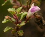 Stemodiopsis rivae