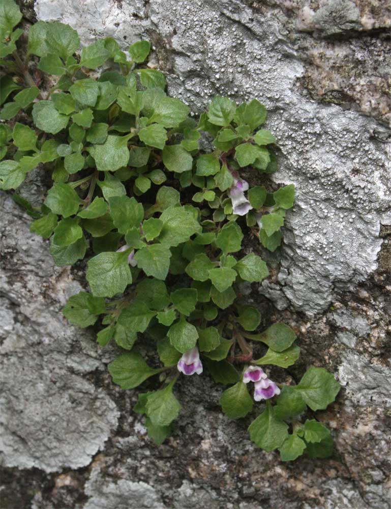 Stemodiopsis rivae