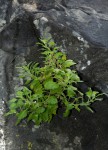 Stemodiopsis rivae