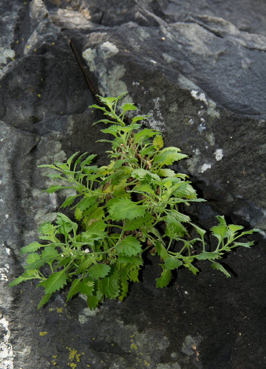 Stemodiopsis rivae