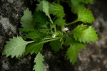 Stemodiopsis rivae