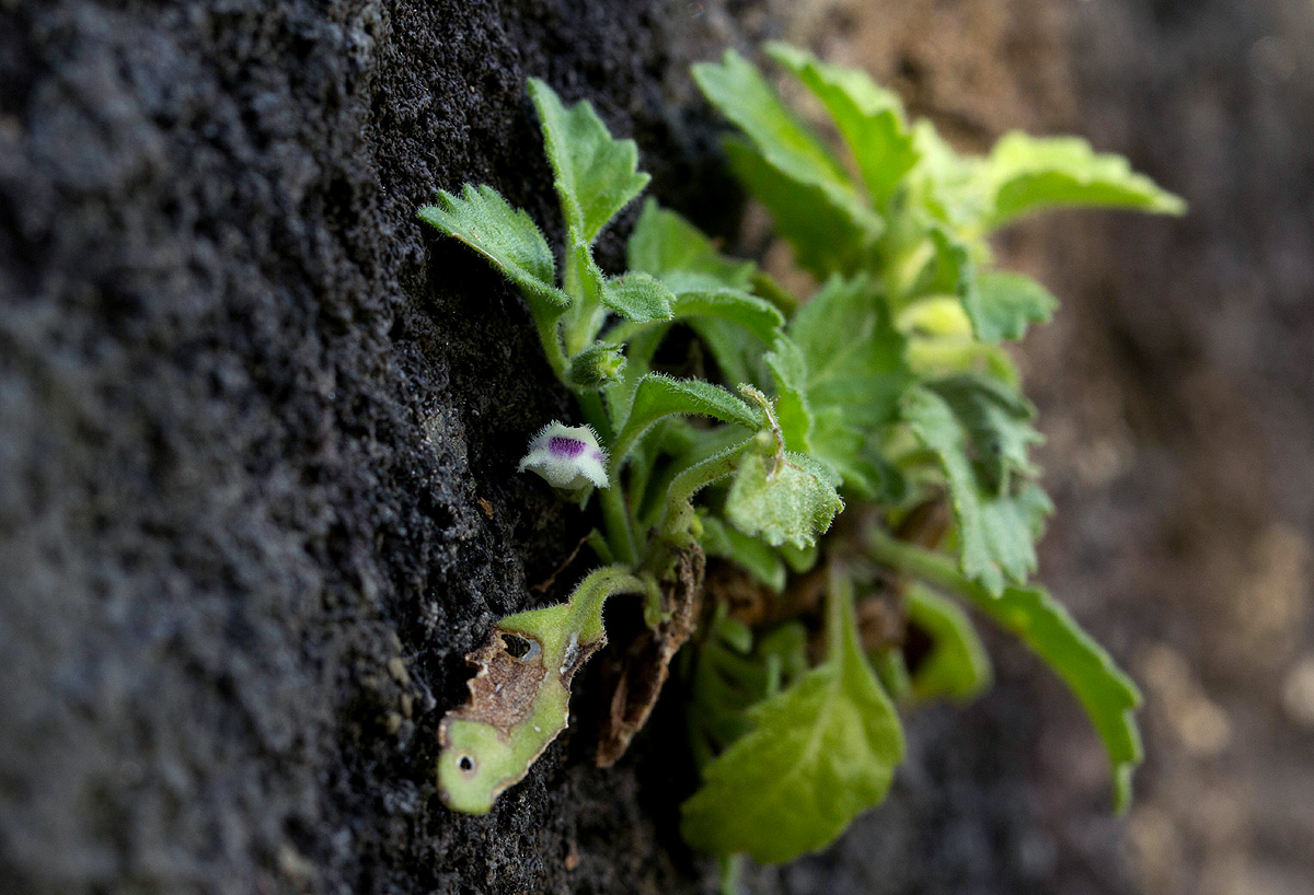 Stemodiopsis rivae