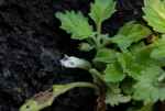Stemodiopsis rivae