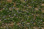 Craterostigma plantagineum
