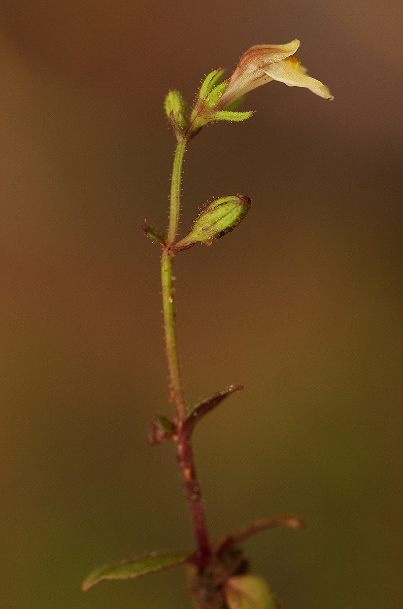 Crepidorhopalon rupestris