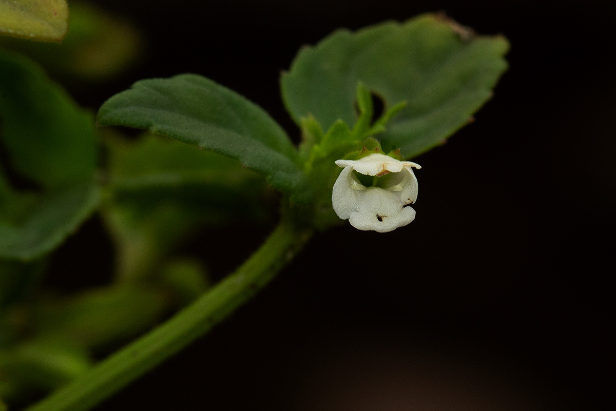 Torenia thouarsii