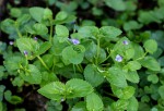 Craterostigma nummulariifolium
