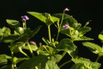 Craterostigma nummulariifolium