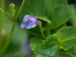 Craterostigma nummulariifolium