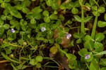 Craterostigma nummulariifolium
