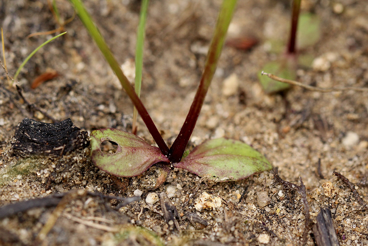 Lindernia parviflora