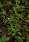 Lindernia parviflora