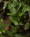 Lindernia parviflora
