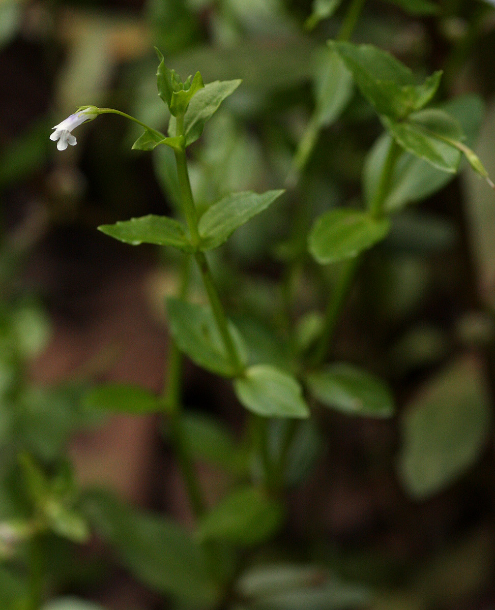 Lindernia parviflora