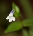 Lindernia parviflora