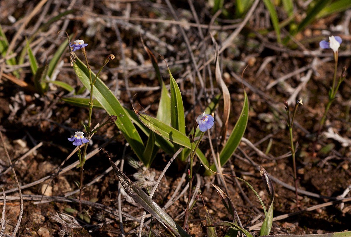 Linderniella wilmsii
