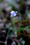 Linderniella wilmsii
