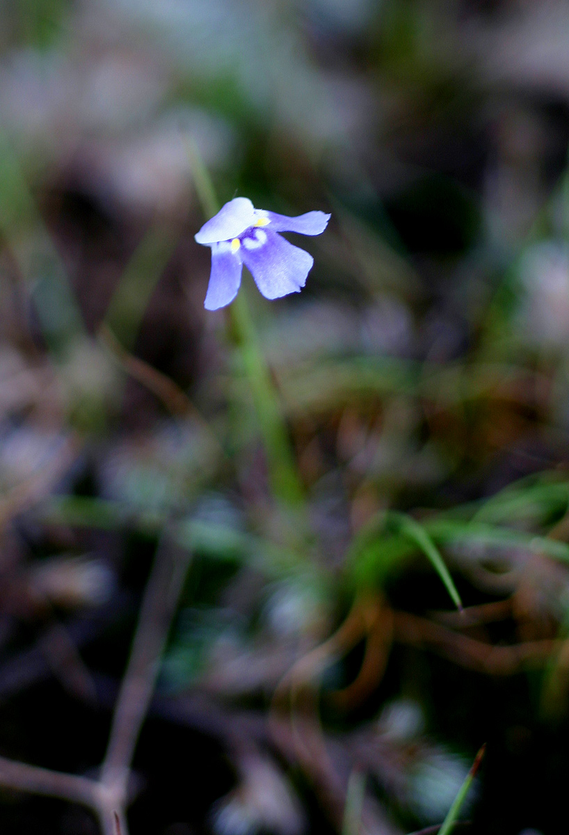 Linderniella wilmsii