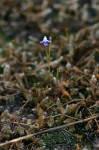Linderniella wilmsii