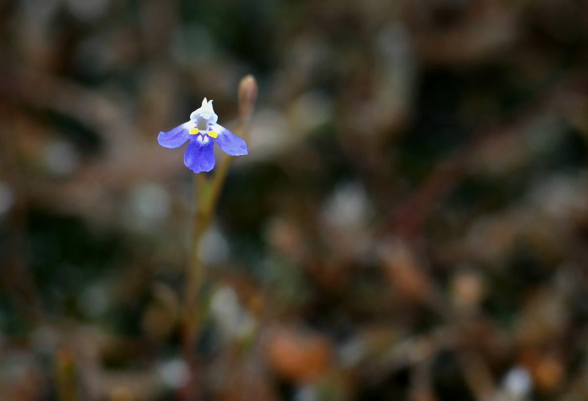 Linderniella wilmsii